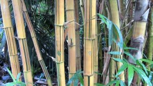 Parkett Bambus Pflanze Gras