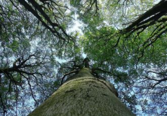 Wald Baum